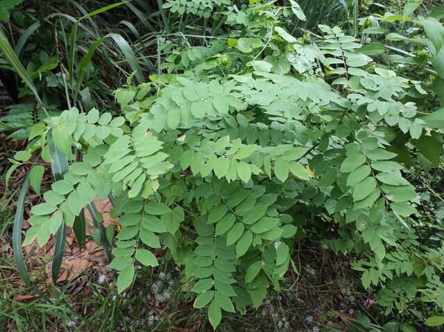 Luthrodes pandava pandava