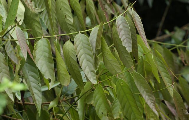 Arhopala eumolphus eumolphus