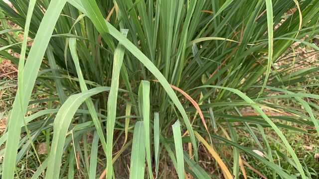 Potanthus pseudomaesa clio