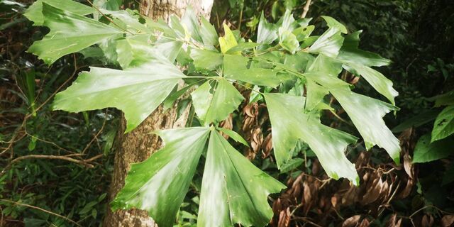 Elymnias hypermnestra tinctoria