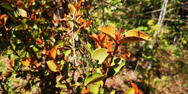 Tajuria cippus cippus