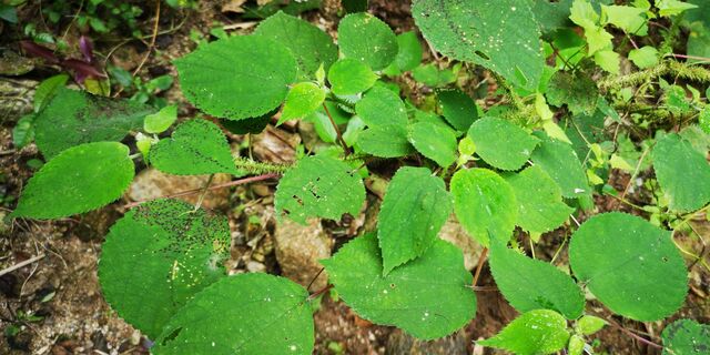 Pseudergolis wedah wedah