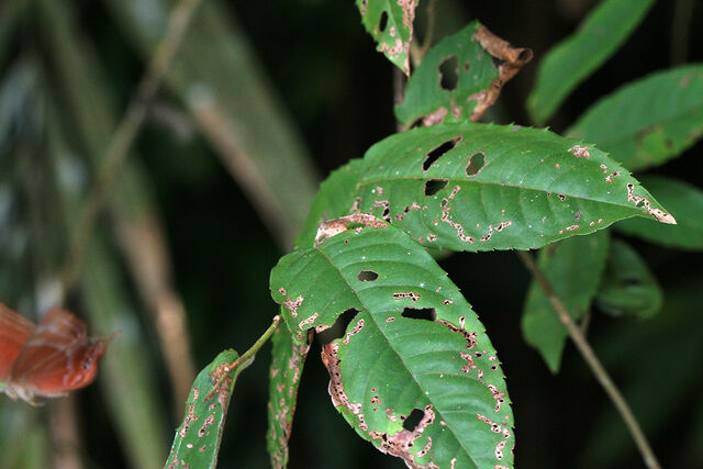 Abisara saturata meta