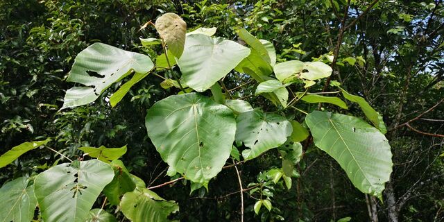 Mooreana trichoneura pralaya