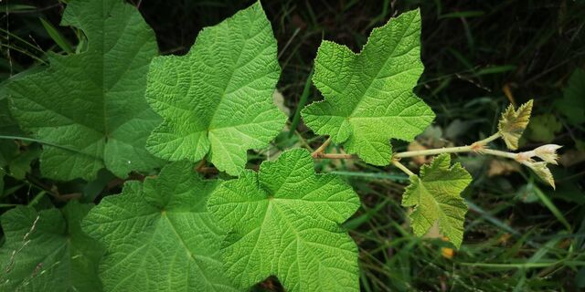 Sinthusa chandrana grotei