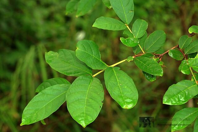 Spindasis lohita himalayanus