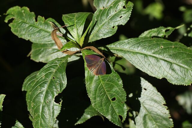 Celaenorrhinus leucocera