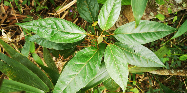 Charaxes bernardus hierax