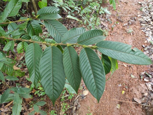 Capila phanaeus falta