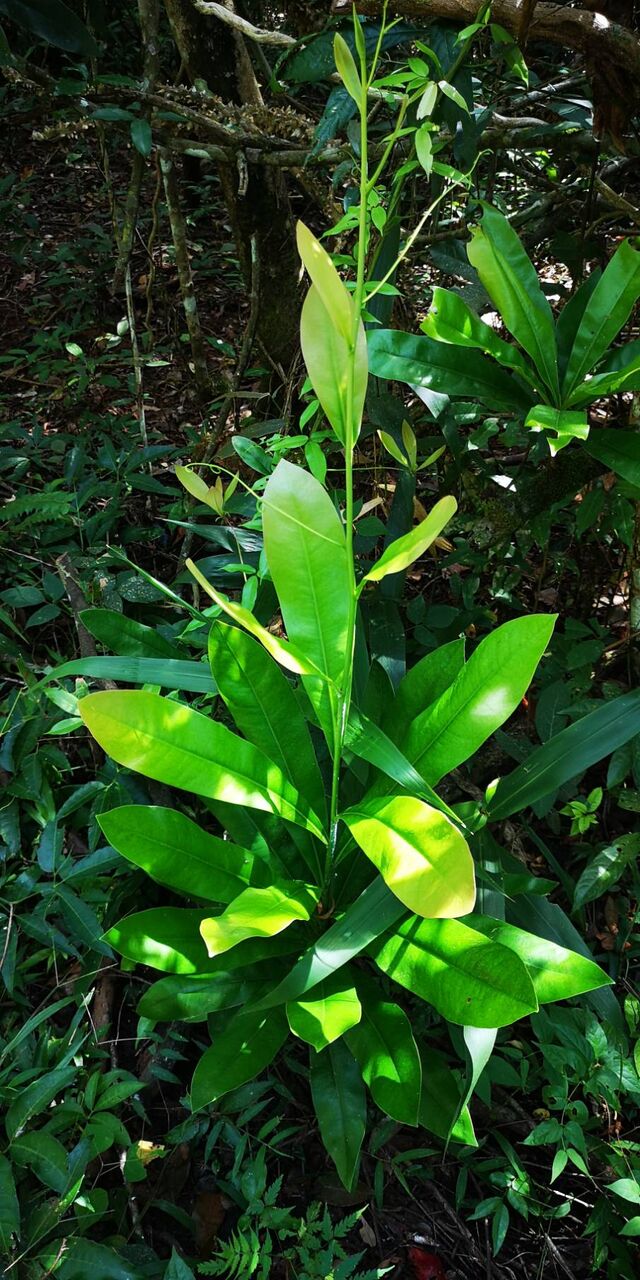 Thamala marciana ssp.