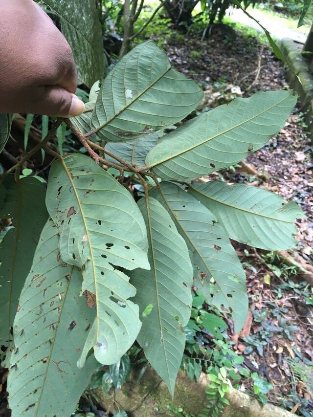 Prothoe franck vilma