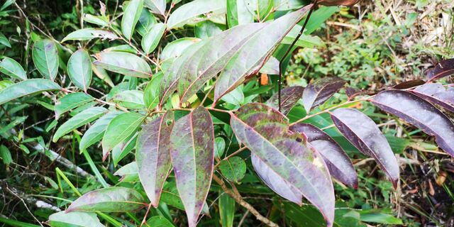 Athyma cama thailandica