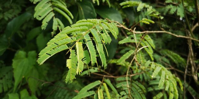 Surendra quercetorum quercetorum