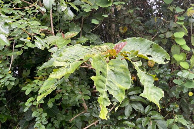 Neptis harita preeyai