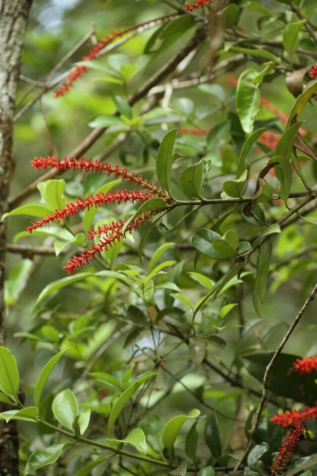 Tajuria ister tussis