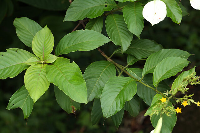 Athyma selenophora bahula