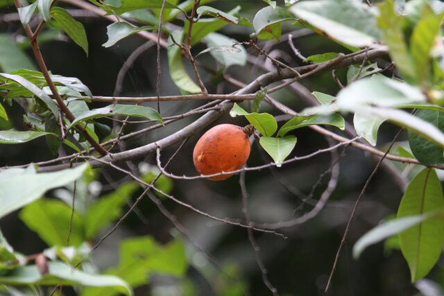 Bindahara phocides phocides