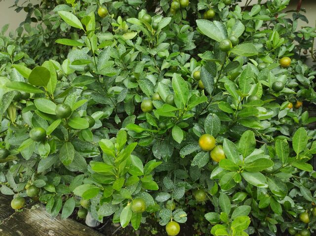 Chilades lajus lajus