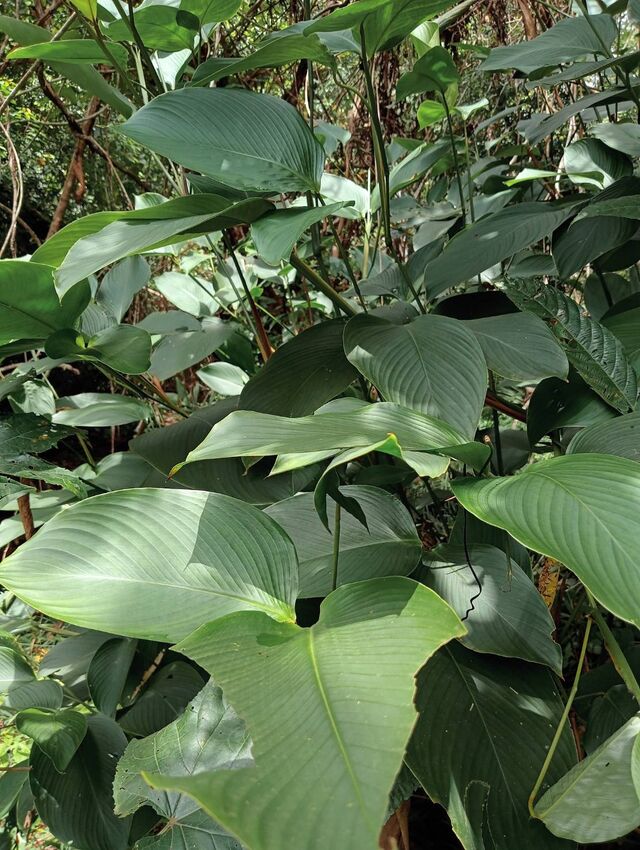 Psolos fuligo subfasciatus