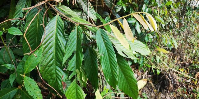 Graphium agamemnon agamemnon