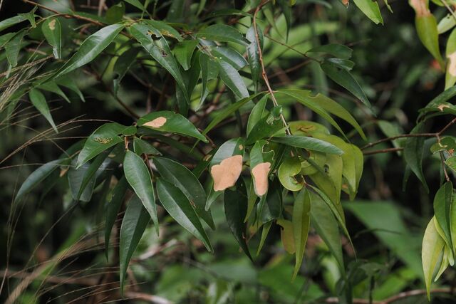 Poritia manilia evansi