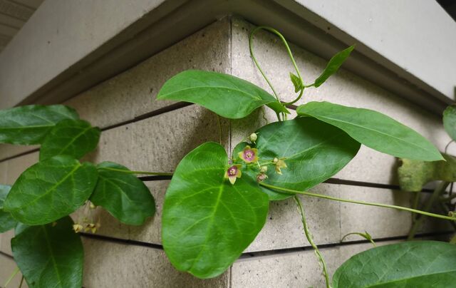 Ideopsis similis persimilis