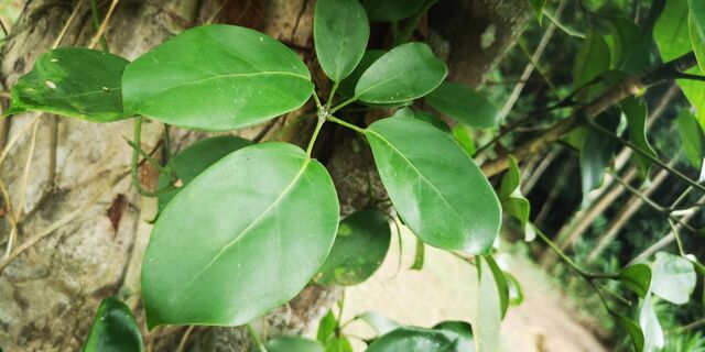 Burara gomata gomata