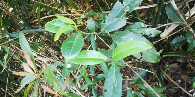 Papilio demolion demolion