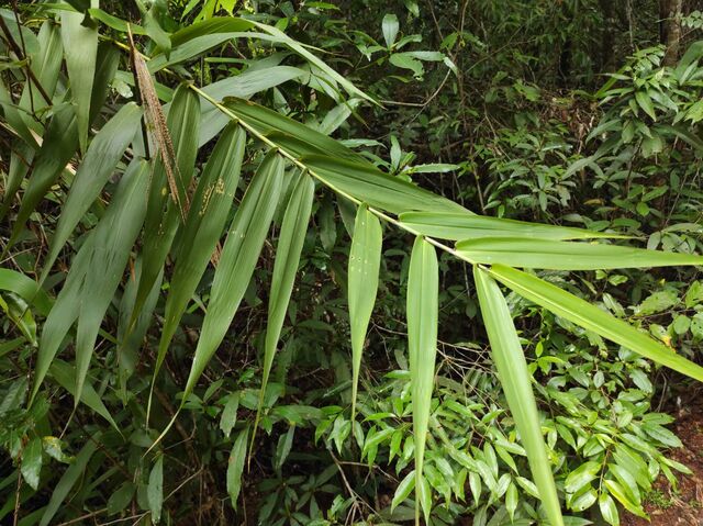 Pelopidas assamensis