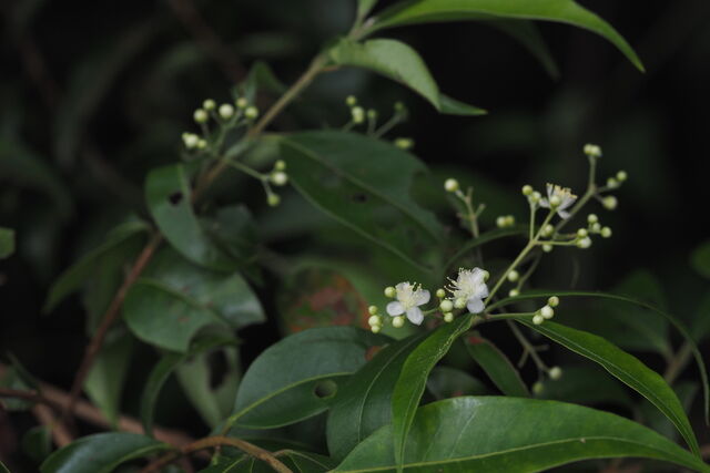 Horaga syrinx moulmeina