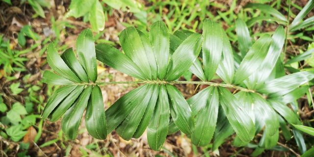 Gangara thyrsis thyrsis