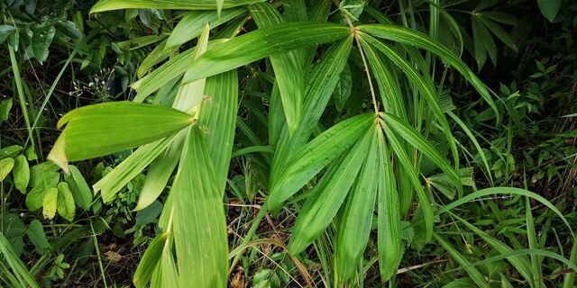 Gangara thyrsis thyrsis