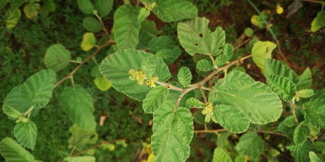 Spialia galba chenga