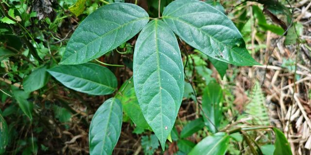 Lamproptera curius curius