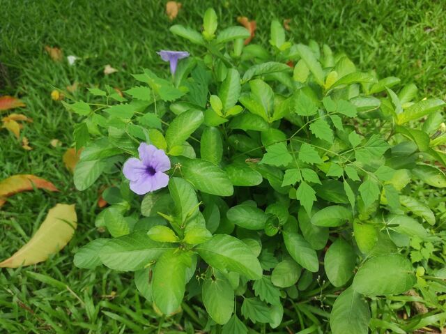 Junonia atlites atlites