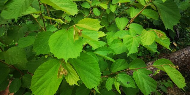 Abaratha agama agama