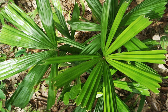 Elymnias hypermnestra violetta