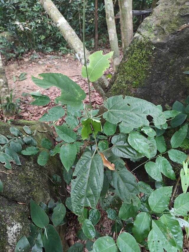 Ariadne specularia arca