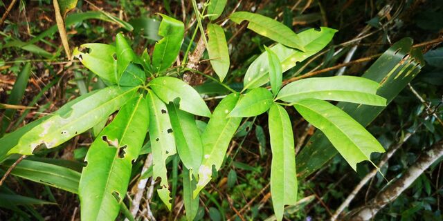 Burara harisa harisa