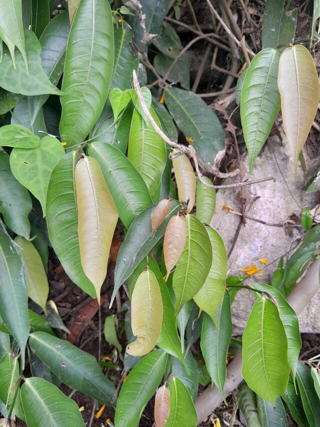 Iraota distanti distanti