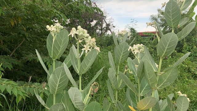 Danaus chrysippus chrysippus
