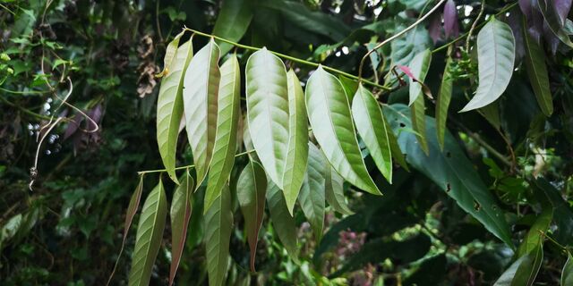 Arhopala eumolphus eumolphus