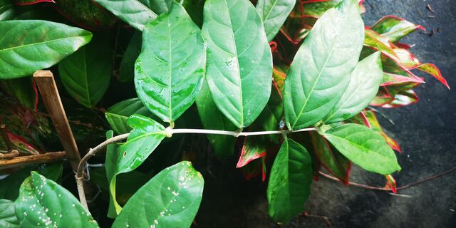 Burara jaina margana