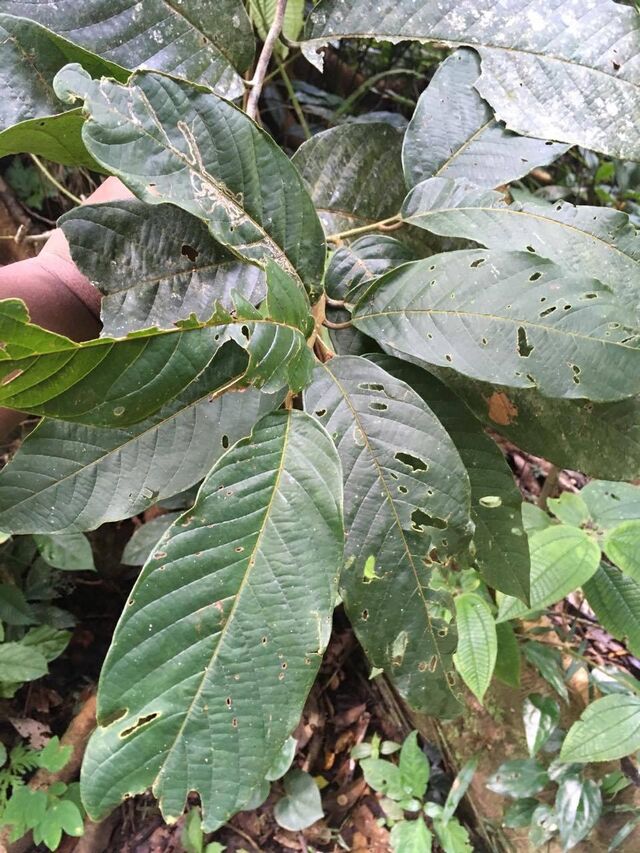 Prothoe franck vilma