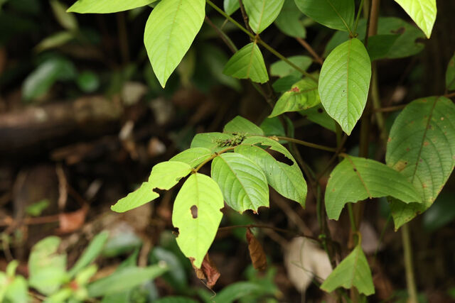 Athyma pravara indosinica