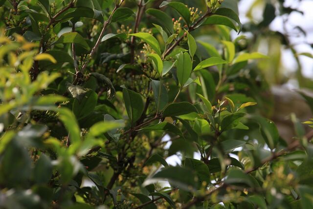 Rachana jalindra indra