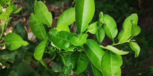 Chilades lajus lajus