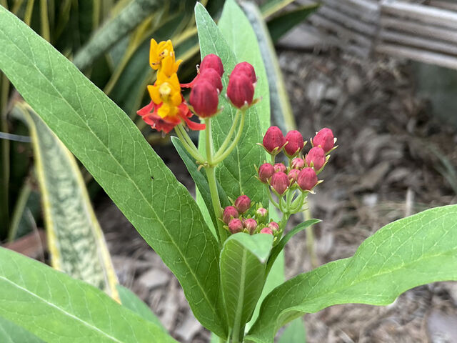 Danaus chrysippus chrysippus