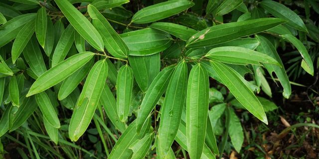 Graphium sarpedon luctatius