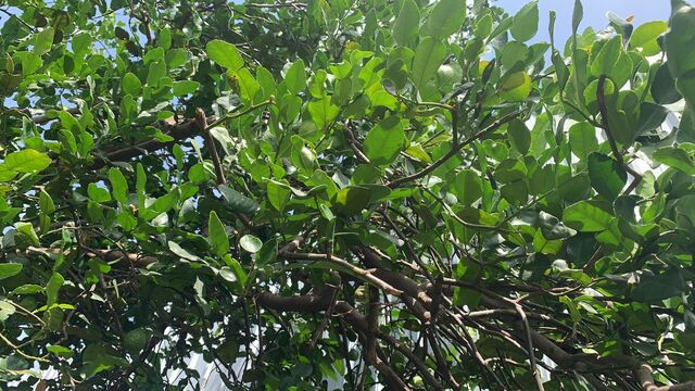 Chilades lajus lajus